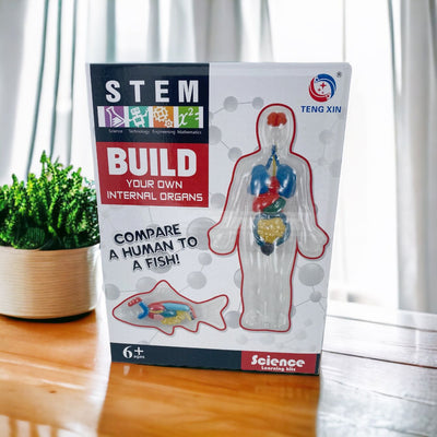 STEM Science Kit. Build you own Internal Organs. Anatomy comparison 