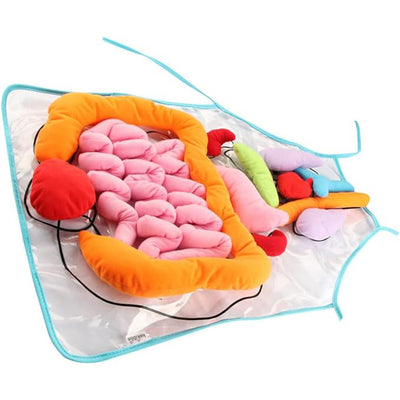 Body Organ Anatomy Learning Apron Science Teaching Tool