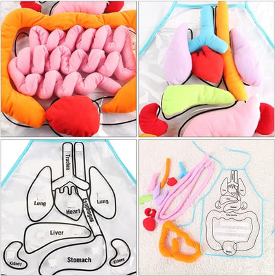 Body Organ Anatomy Learning Apron Science Teaching Tool