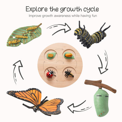 Wooden Life Cycle Double Sided Learning Board. Models and flash cards