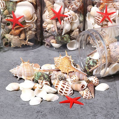 Mixed Sea shells. Ocean theme sensory play. Craft. Nautical Decor. Home Aquarium